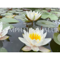 Nymphaea Marliacea Albida (Нимфея Марлиака Альбида)