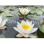 Nymphaea Marliacea A...