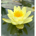Nymphaea Marliacea Chromatella (Нимфея Марлиака Хромателла)