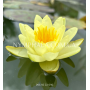 Nymphaea Marliacea C...