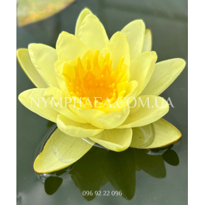 Nymphaea Marliacea C...