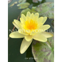 Nymphaea Marliacea Chromatella (Нимфея Марлиака Хромателла)