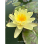 Nymphaea Marliacea C...