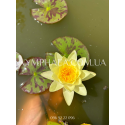 Nymphaea Marliacea Chromatella (Нимфея Марлиака Хромателла)