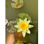 Nymphaea Marliacea C...