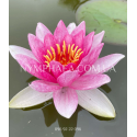 Nymphaea Marliacea Flammea (Нимфея Марлиака Фламея)