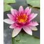 Nymphaea Marliacea F...