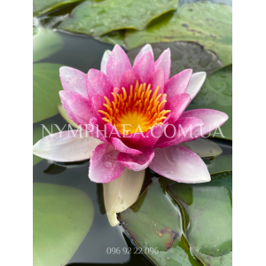 Nymphaea Marliacea F...