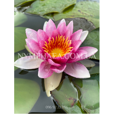 Nymphaea Marliacea Flammea (Нимфея Марлиака Фламея)