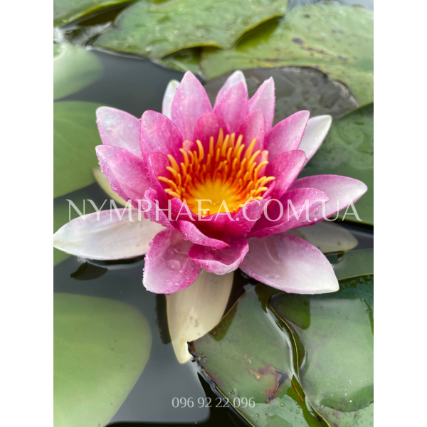 Nymphaea Marliacea Flammea (Нимфея Марлиака Фламея)