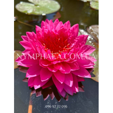 Nymphaea Matvey (Німфея Матвєй)