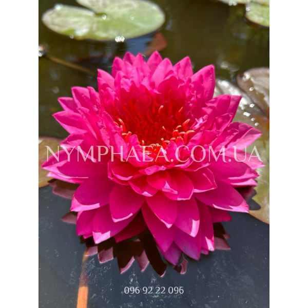 Nymphaea Matvey (Нимфея Матвей)