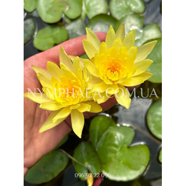 Nymphaea Mexicana (Big Type)