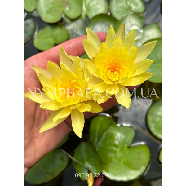 Nymphaea Mexicana (Big Type)