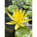 Nymphaea Mexicana (Big Type)