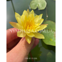 Nymphaea Mexicana (Нимфея Мексикана)