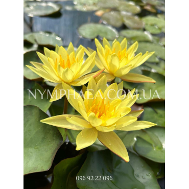 Nymphaea Mexicana (Нимфея Мексикана)