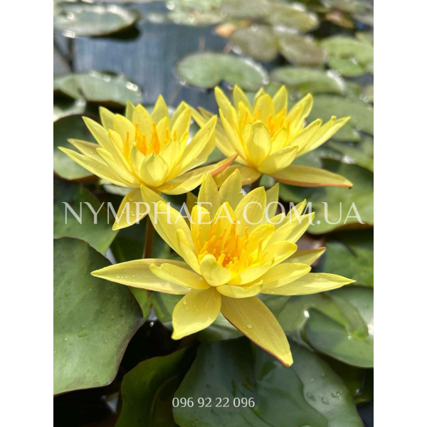 Nymphaea Mexicana (Нимфея Мексикана)