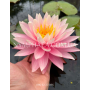 Nymphaea Myra (Німфе...