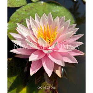 Nymphaea Myra (Німфе...
