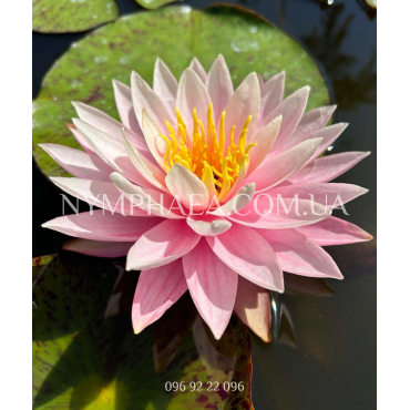 Nymphaea Myra (Нимфея Майра)