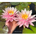 Nymphaea Myra (Нимфея Майра)