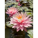 Nymphaea Myra (Нимфея Майра)