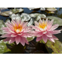 Nymphaea Myra (Німфе...