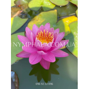 Nymphaea Nigel (Німф...