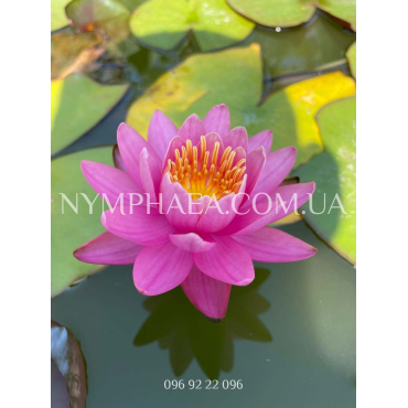 Nymphaea Nigel (Нимфея Нигель)