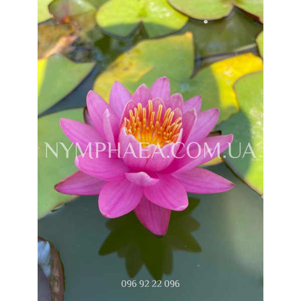 Nymphaea Nigel (Нимфея Нигель)