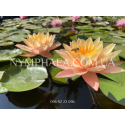 Nymphaea Orange Princess (Німфея Оранж Принцес)
