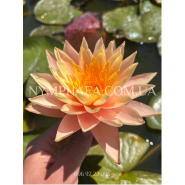 Nymphaea Orange Princess (Нимфея Оранж Принцес)