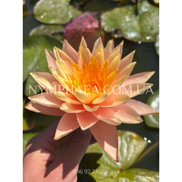 Nymphaea Orange Princess (Нимфея Оранж Принцес)