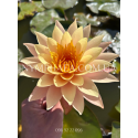 Nymphaea Orange Princess (Німфея Оранж Принцес)