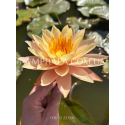Nymphaea Orange Princess (Німфея Оранж Принцес)