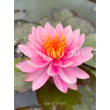 Nymphaea Panmongkol (Німфея Панмонгкол)