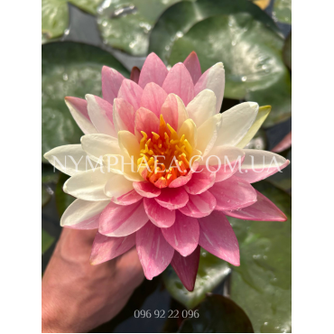 Nymphaea Panmongkol (Нимфея Панмонгкол)