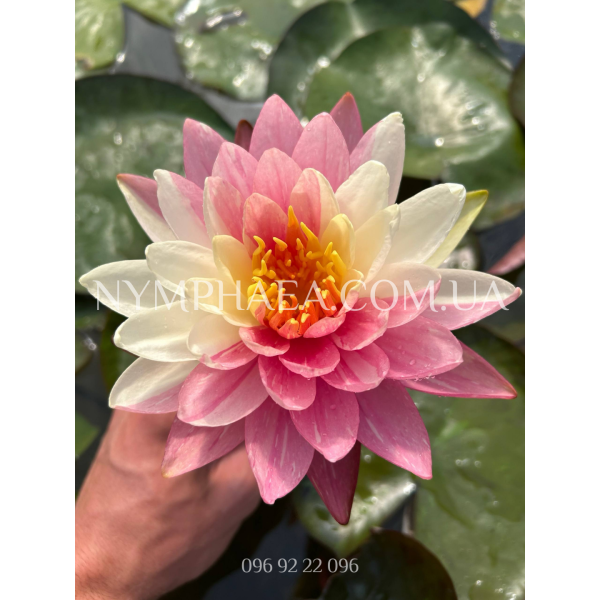 Nymphaea Panmongkol (Нимфея Панмонгкол)