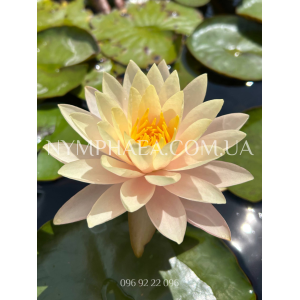 Nymphaea Peace Lily ...