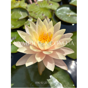 Nymphaea Peace Lily (Німфея Піс Лілі)