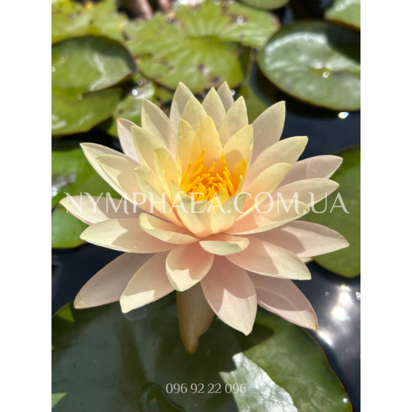 Nymphaea Peace Lily (Нимфея Пис Лили)