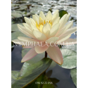 Nymphaea Peace Lily (Нимфея Пис Лили)