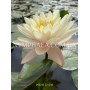 Nymphaea Peace Lily ...