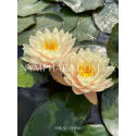 Nymphaea Peace Lily (Нимфея Пис Лили)