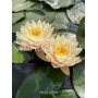 Nymphaea Peace Lily ...