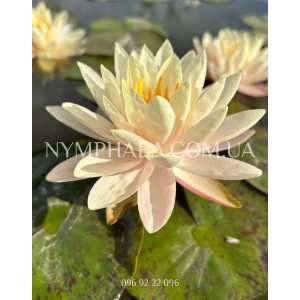 Nymphaea Peace Lily ...