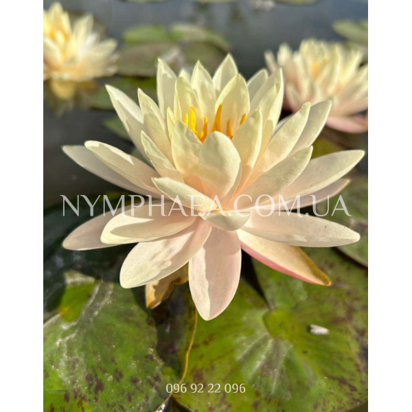 Nymphaea Peace Lily (Нимфея Пис Лили)