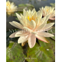 Nymphaea Peace Lily ...