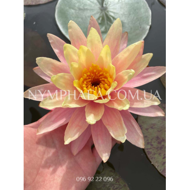 Nymphaea Peaches and cream (Нимфея Пич енд Крим)